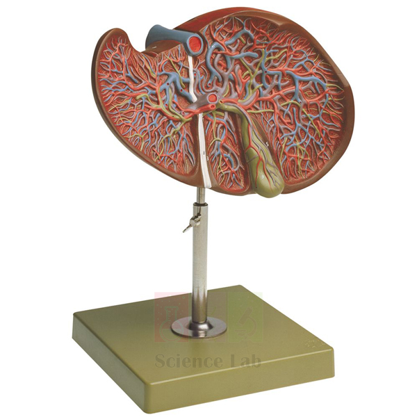 Human Liver With Gall Bladder Model